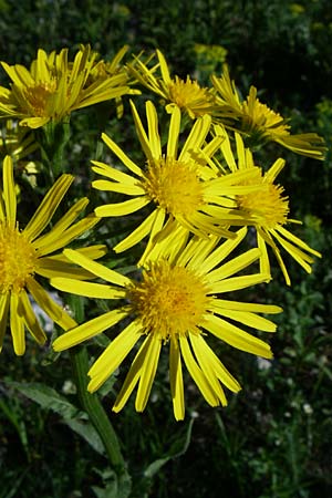 Senecio alpinus \ Alpen-Greiskraut / Alpine Ragwort, A Menauer Alm 31.5.2008