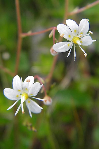 Saxifraga cuneifolia \ Keilblttriger Steinbrech / Lesser London Pride, A Kärnten/Carinthia, Petzen 2.7.2010