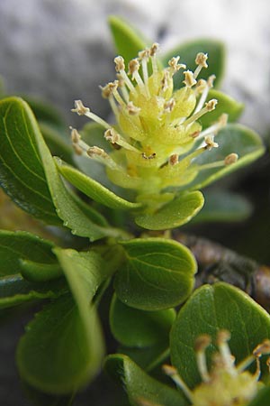 Salix retusa \ Stumpfblttrige Weide / Stunted Willow, A Kärnten/Carinthia, Petzen 2.7.2010