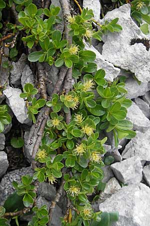 Salix retusa \ Stumpfblttrige Weide / Stunted Willow, A Kärnten/Carinthia, Petzen 2.7.2010