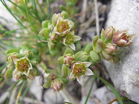 Sedum atratum / Dark Stonecrop, A Trenchtling 3.7.2010