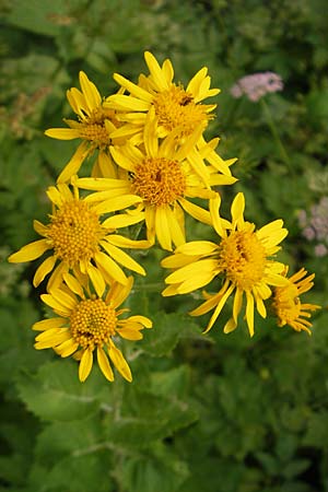 Senecio alpinus / Alpine Ragwort, A Hahntennjoch 16.7.2010