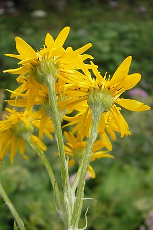 Senecio alpinus \ Alpen-Greiskraut / Alpine Ragwort, A Hahntennjoch 16.7.2010