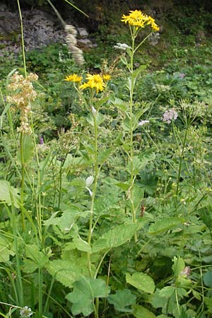 Senecio alpinus \ Alpen-Greiskraut, A Hahntennjoch 16.7.2010