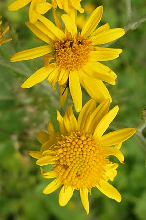 Senecio alpinus \ Alpen-Greiskraut / Alpine Ragwort, A Hahntennjoch 16.7.2010