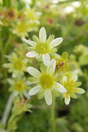 Saxifraga moschata \ Moschus-Steinbrech / Musky Saxifrage, A Dachstein 20.7.2010