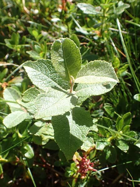 Salix appendiculata / Large-Leaved Willow, A Carinthia, Petzen 8.8.2016