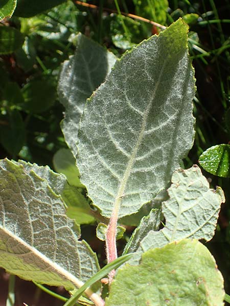 Salix appendiculata \ Schlucht-Weide / Large-Leaved Willow, A Kärnten/Carinthia, Petzen 8.8.2016