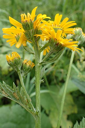 Senecio alpinus \ Alpen-Greiskraut, A Neuhaus am Zellerrain 2.7.2019