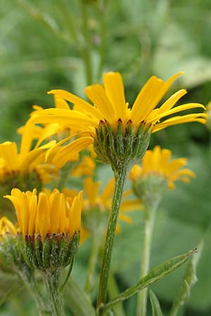 Senecio alpinus / Alpine Ragwort, A Neuhaus am Zellerrain 2.7.2019