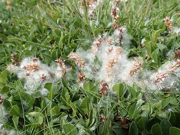 Salix alpina / Alpine Willow, A Trenchtling 3.7.2019