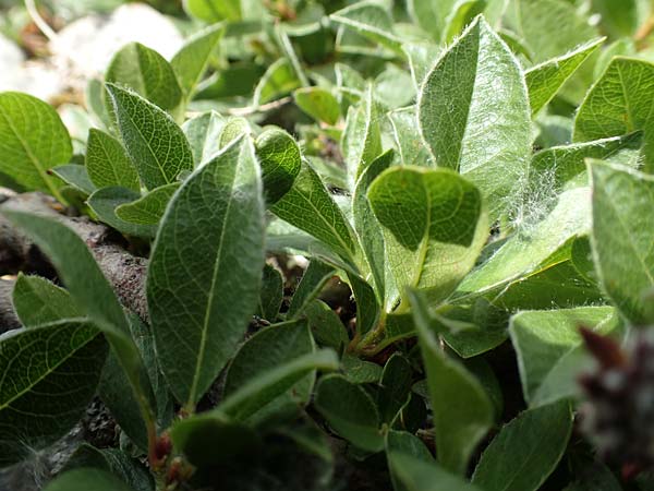 Salix alpina \ Alpen-Weide / Alpine Willow, A Trenchtling 3.7.2019