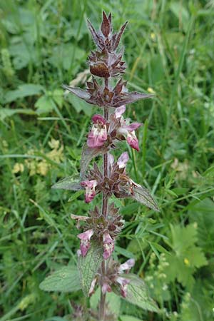 Stachys alpina \ Alpen-Ziest / Limestone Woundwort, A Steiermark, Pernegg-Mixnitz 4.7.2019