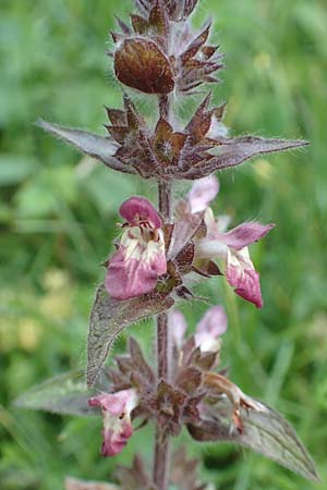 Stachys alpina \ Alpen-Ziest / Limestone Woundwort, A Steiermark, Pernegg-Mixnitz 4.7.2019