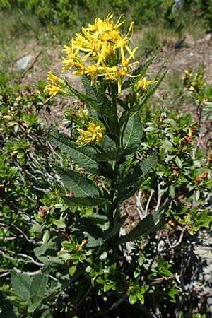 Senecio hercynicus \ Hain-Greiskraut, Harz-Greiskraut, A Nockalmstraße Windebensee 10.7.2019