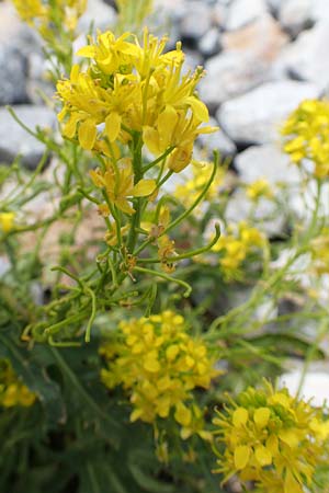 Sisymbrium austriacum \ sterreicher Rauke / Austrian Rocket, A Rax 28.6.2020