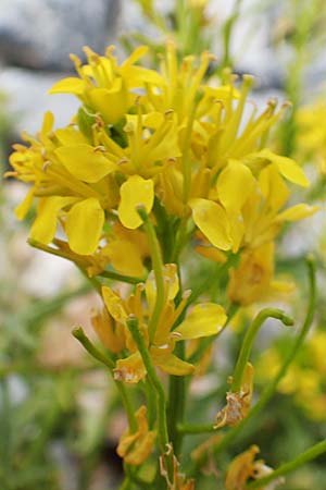 Sisymbrium austriacum \ sterreicher Rauke / Austrian Rocket, A Rax 28.6.2020