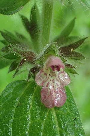 Stachys alpina \ Alpen-Ziest / Limestone Woundwort, A Schwarzau im Gebirge 29.6.2020