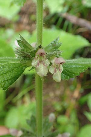 Stachys alpina \ Alpen-Ziest / Limestone Woundwort, A Schwarzau im Gebirge 29.6.2020