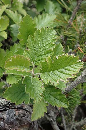 Sorbus austriaca / Austrian Whitebeam, A Schneealpe 30.6.2020