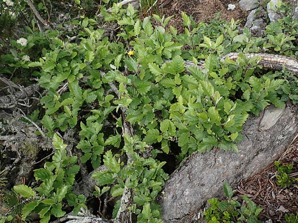 Sorbus austriaca / Austrian Whitebeam, A Schneealpe 30.6.2020