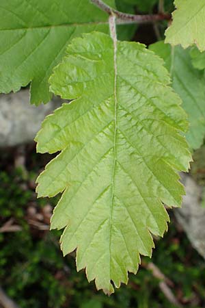 Sorbus austriaca \ sterreichische Mehlbeere / Austrian Whitebeam, A Schneealpe 30.6.2020