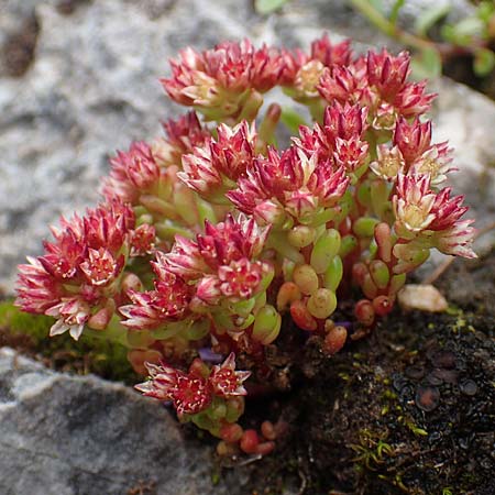 Sedum atratum \ Dunkler Mauerpfeffer / Dark Stonecrop, A Schneealpe 30.6.2020