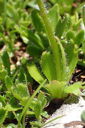 Saxifraga androsacea \ Mannsschild-Steinbrech, A Lawinenstein 5.7.2020