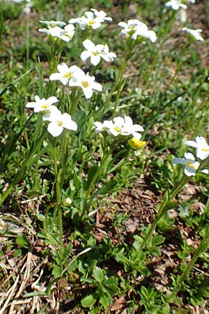 Saxifraga androsacea \ Mannsschild-Steinbrech / Scree Saxifrage, A Lawinenstein 5.7.2020