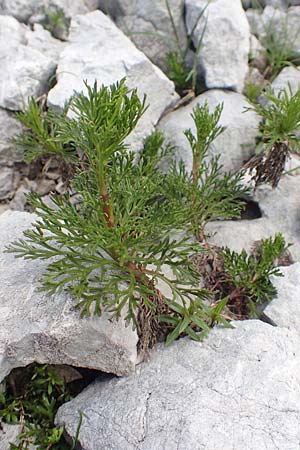 Senecio abrotanifolius \ Eberreisblttriges Greiskraut, Eberrauten-Greiskraut / Southernwood-Leaved Ragwort, A Dachstein, Auretskar 7.7.2020