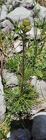 Senecio abrotanifolius \ Eberreisblttriges Greiskraut, Eberrauten-Greiskraut / Southernwood-Leaved Ragwort, A Dachstein, Auretskar 7.7.2020