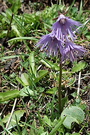 Soldanella alpina \ Alpenglckchen / Alpine Snowbell, A Wölzer Tauern, Hoher Zinken 26.6.2021