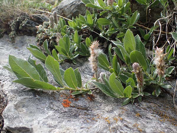 Salix alpina \ Alpen-Weide, A Pusterwald, Eiskar 29.6.2021