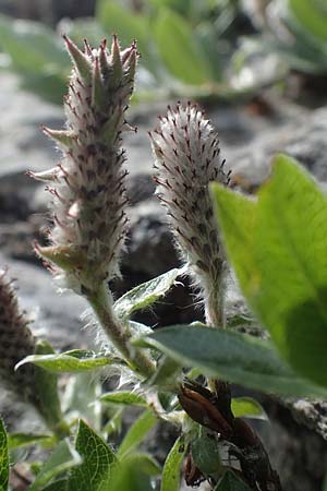 Salix alpina \ Alpen-Weide, A Pusterwald, Eiskar 29.6.2021