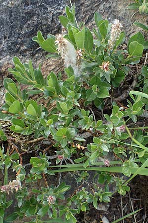 Salix alpina / Alpine Willow, A Pusterwald, Eiskar 29.6.2021