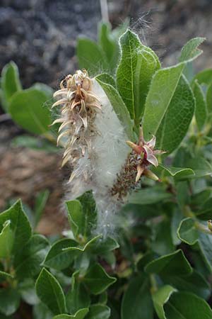 Salix alpina \ Alpen-Weide / Alpine Willow, A Pusterwald, Eiskar 29.6.2021