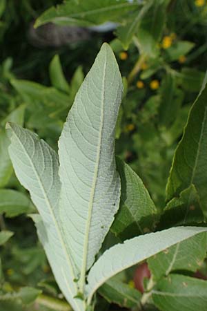 Salix appendiculata / Large-Leaved Willow, A Seckauer Tauern, Rosenkogel 30.6.2021