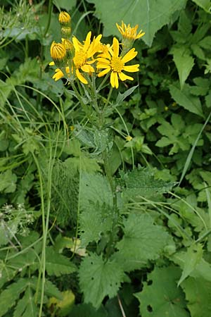 Senecio alpinus \ Alpen-Greiskraut, A Niedere Tauern, Sölk-Pass 2.7.2021