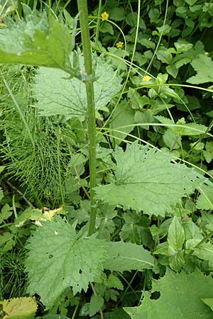 Senecio alpinus \ Alpen-Greiskraut, A Niedere Tauern, Sölk-Pass 2.7.2021