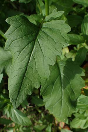 Senecio alpinus \ Alpen-Greiskraut / Alpine Ragwort, A Seckauer Tauern, Brandstätter Törl 27.7.2021