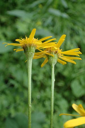 Senecio alpinus \ Alpen-Greiskraut, A Seckauer Tauern, Brandstätter Törl 27.7.2021