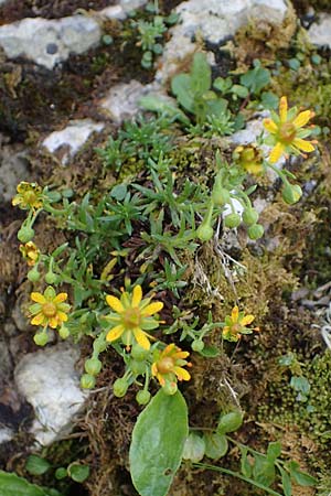 Saxifraga aizoides \ Fetthennen-Steinbrech / Yellow Mountain Saxifrage, A Eisenerzer Reichenstein 28.7.2021