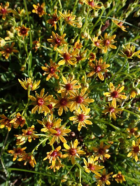 Saxifraga aizoides / Yellow Mountain Saxifrage, A Wölzer Tauern, Hohenwart 29.7.2021