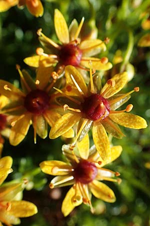 Saxifraga aizoides \ Fetthennen-Steinbrech, A Wölzer Tauern, Hohenwart 29.7.2021