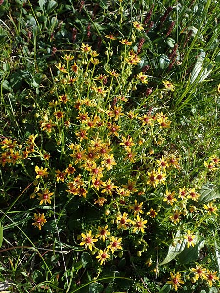 Saxifraga aizoides / Yellow Mountain Saxifrage, A Wölzer Tauern, Hohenwart 29.7.2021