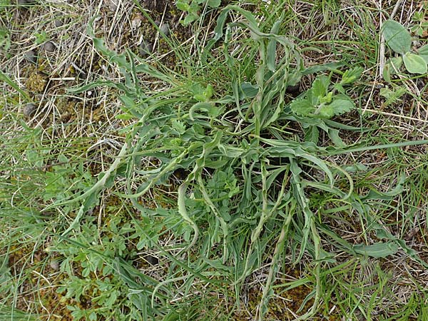Scorzonera austriaca \ sterreichische Schwarzwurzel / Austrian Viper's Grass, A Perchtoldsdorf 7.5.2022