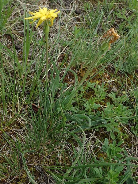 Scorzonera austriaca \ sterreichische Schwarzwurzel / Austrian Viper's Grass, A Perchtoldsdorf 7.5.2022