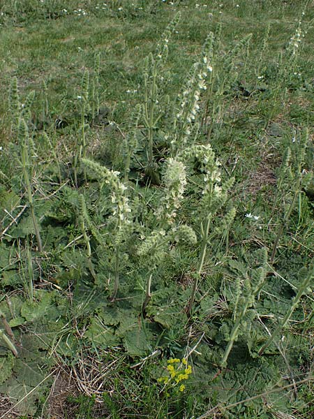 Salvia austriaca \ sterreichischer Salbei / Austrian Sage, A Seewinkel, Apetlon 8.5.2022