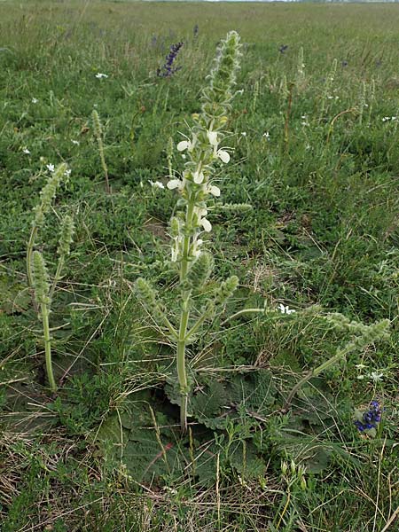 Salvia austriaca \ sterreichischer Salbei / Austrian Sage, A Seewinkel, Apetlon 8.5.2022