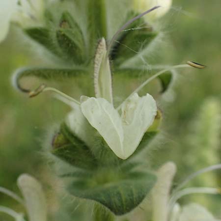 Salvia austriaca \ Österreichischer Salbei / Austrian Sage, A Apetlon 8.5.2022